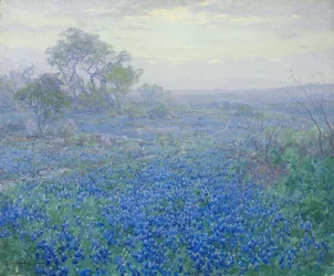 Un día nublado, Bluebonnets cerca de San Antonio, Texas